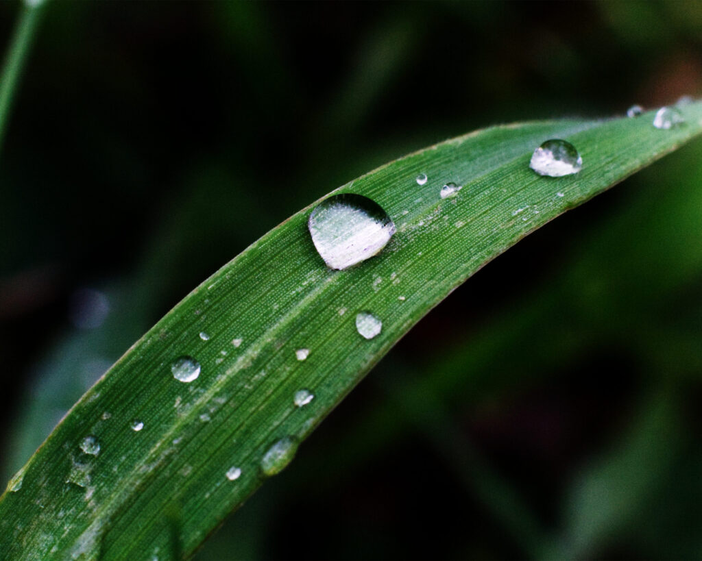 A close up image of a water droplets on a horizontal grass blade with one large droplet in the middle